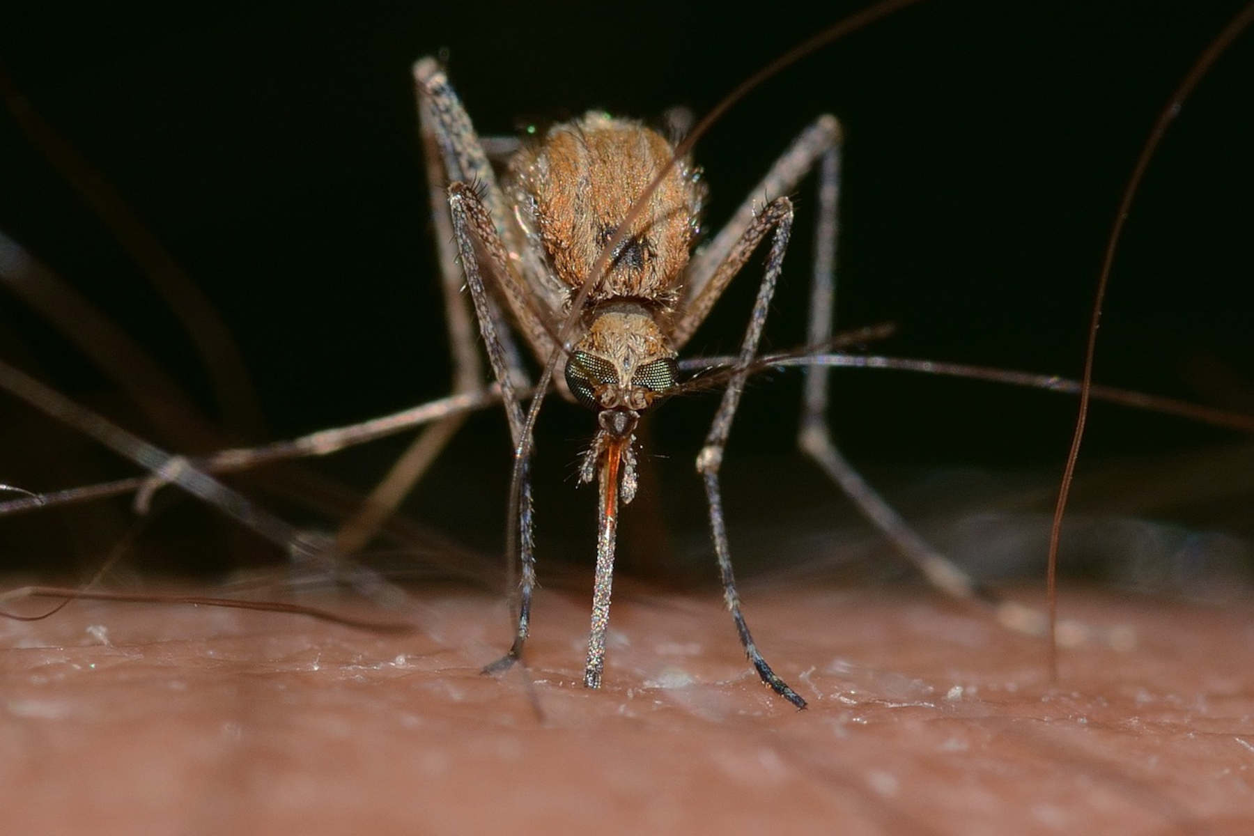 Corso FAD Dengue: tutto quello che c'è da sapere