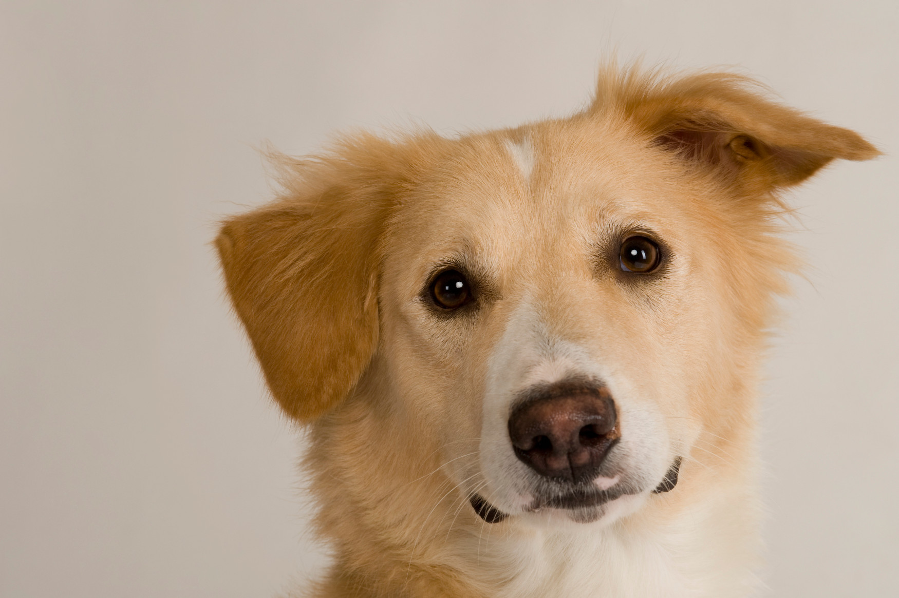 Corso FAD Interventi assistiti con gli animali a supporto di terapie e trattamenti
